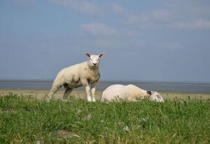 Ferienhaus Deichstern, FeWo Vermittlung Nordsee