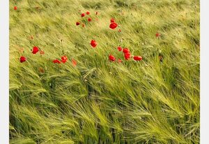 Hebels Auszeit