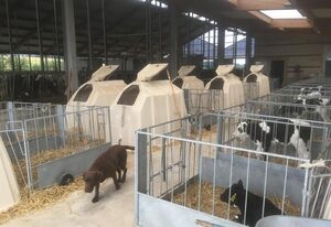 Ferienwohnungen Steinackerhof – Ferienwohnung "Kuhglocke"