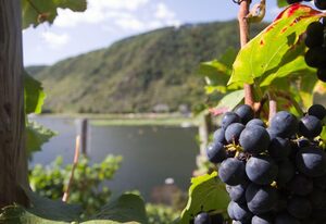 Winzerhof Künster – Kerner- Vierbettzimmer mit 2 Schlafräumen
