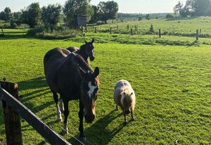 Ferienwohnung Weideglück