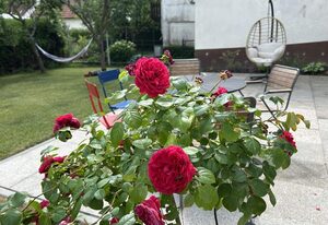 Ferienhaus Lonie – Ferienhaus, Dusche und Bad, WC, Nichtraucher