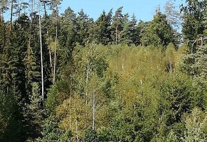 Ferienwohnung am Waldrand – Ferienwohnung am Waldrand (140qm) mit Balkon und Garten