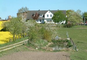 Hansenhof – Kornblume