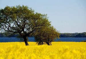 Ferienhäuser Schade – Ferienhäuser Schade - Tiny House