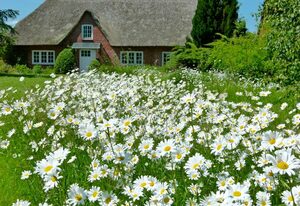 Ferienhaus Finkenbusch