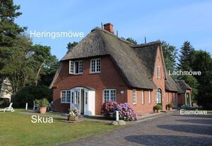 Lachmöwe