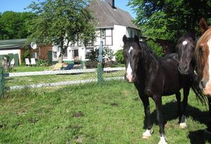 Reiterhof Bökensberg – Die Große im OG mit 95 qm