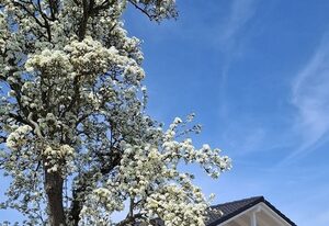 Hof Hagen - "Am Birnenbaum" (Neubau 2025)