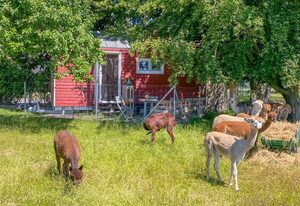 Tiny House auf der Alpaka-Farm