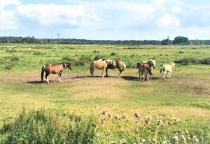 Pommernhof am Stettiner Haff
