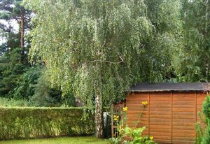 Ferienhaus Marleen, Kamin, WLAN, Terrasse & Garten