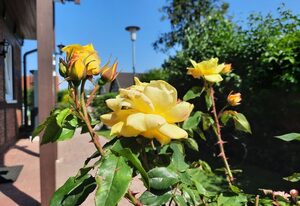 Ferienhaus Sasse Ferienwohnungen mit Garten & Grill – Ferienwohnung 3