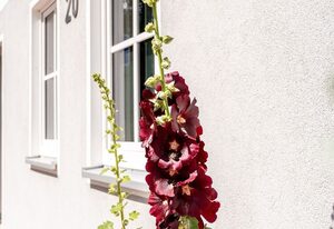 FH LUV