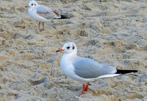 Trassenheide Strandstr. 21 Fewo 06 Südblick – FW Südblick