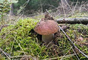 Ferienwohnungen im Haus Waldstück – Fewo Pinocchio- mit Garten+Terrasse_3SZ_6Erw.+1K(2J.)