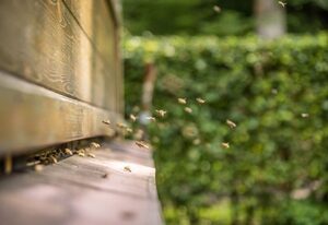 Bienenwagen der Naturheilpraxis Melchger – Bienenwagen, 8qm, 1 Wohn-/Schlafraum, max. 2 Personen