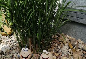 Ferienbungalow auf Gartengrundstück
