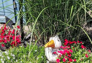 Ferienbungalow auf Gartengrundstück