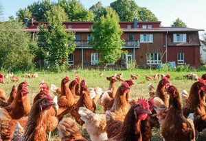 Urlaub auf dem Biohof – Ferienwohnung grün