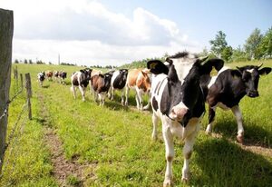 Urlaub auf dem Biohof – Ferienwohnung grün