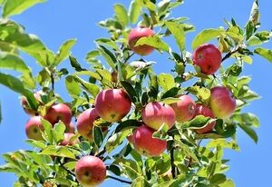 Am Apfelbaum (4 Pers.)