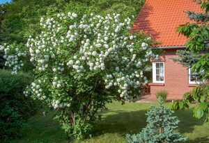 Haus am Wald