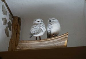 Ferienwohnung Käuzchen
