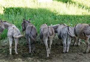 Zum Alten Eselstall
