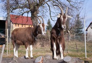 Ferienhaus Oberlausitzer Hof – Ferienwohnung Emma