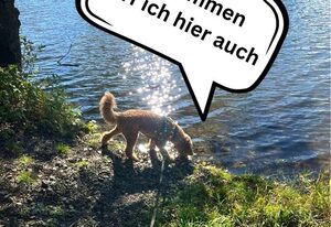 Tiny House - Auszeit im Wald am Badesee