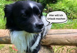 Tiny House - Auszeit im Wald am Badesee