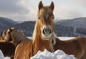Haflinger Reiterhof Meura – Familien-Komfortzimmer