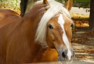 Haflinger Reiterhof Meura – Familien-Komfortzimmer