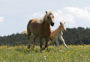 Haflinger Reiterhof Meura – Familien-Komfortzimmer