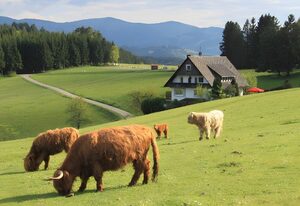 Café Pension Pfaus Heidburg – Nr 1 Doppelzimmer Mit Balkon
