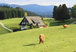 Café Pension Pfaus Heidburg – Nr 1 Doppelzimmer Mit Balkon