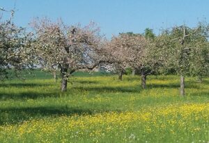 Ferienhof Arold