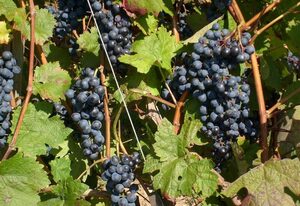Weingut & Winzerhof Spengler – Monteurwohnung für bis zu 6 Personen