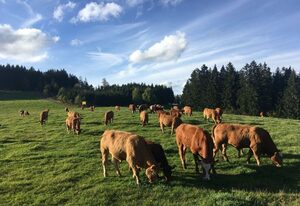 Hofgut Schwörerhof – Mühle am Waldrand