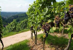 Gasthaus Hohberg – Doppelzimmer Classic mit WC und Dusche
