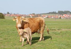 Landgasthaus Engel – Doppelzimmer mit Dusche und WC