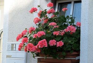 Pension Tauscher – Doppelzimmer 1 mit Wintergarten
