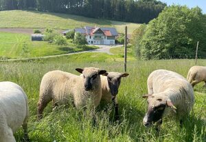 BodenSEE Apartment Neukirch Goppertsweiler  "HASE"