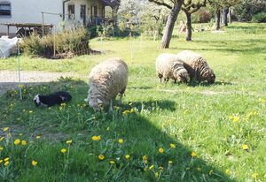 Ferienwohnung im Obstgarten – Ferienwohnung Apfelblüte