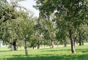Ferienwohnung im Obstgarten – Ferienwohnung Apfelblüte