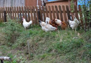 Reiterhof Finkenmühle – Ferienwohnung Boris