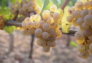 Pension Weingut Schwab – Einzelzimmer mit WC und Dusche inkl. Frühstück