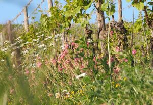 Pension Weingut Schwab – Einzelzimmer mit WC und Dusche inkl. Frühstück