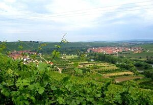 Ferien- und Winzerhof Ute Braun – Ferienwohnung Fridolin